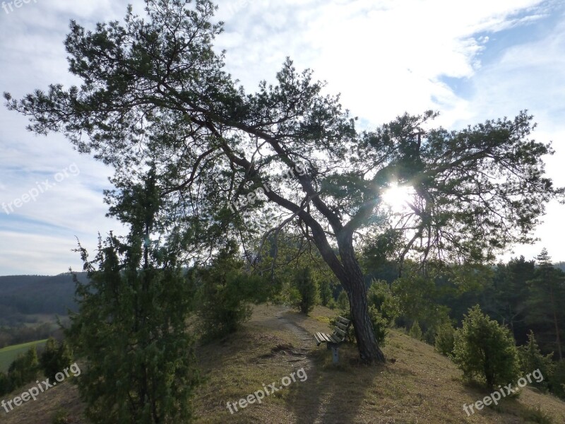 Pine Tree Landscape Backlighting Mood