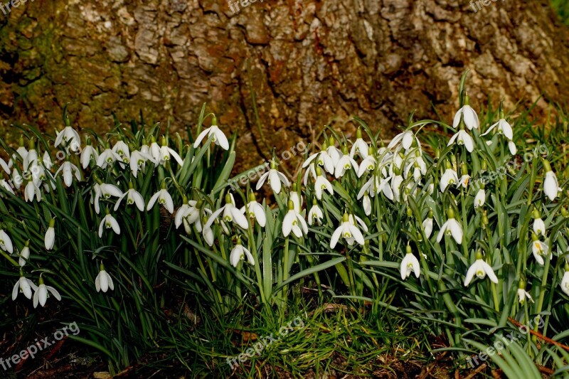 Snowdrop Blossom Bloom Flower Close Up