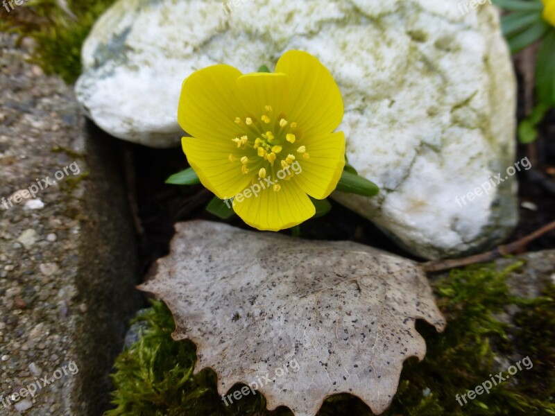 Winterling Yellow Blossom Bloom Spring