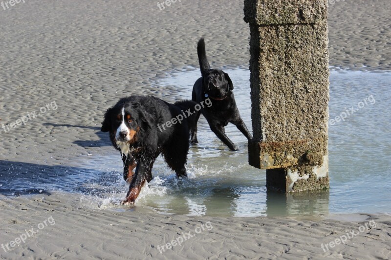 Dogs Bernese Mountain Dog Labrador Free Photos