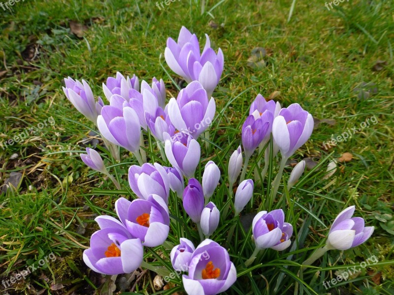 Crocus Flower Spring Purple Flowers