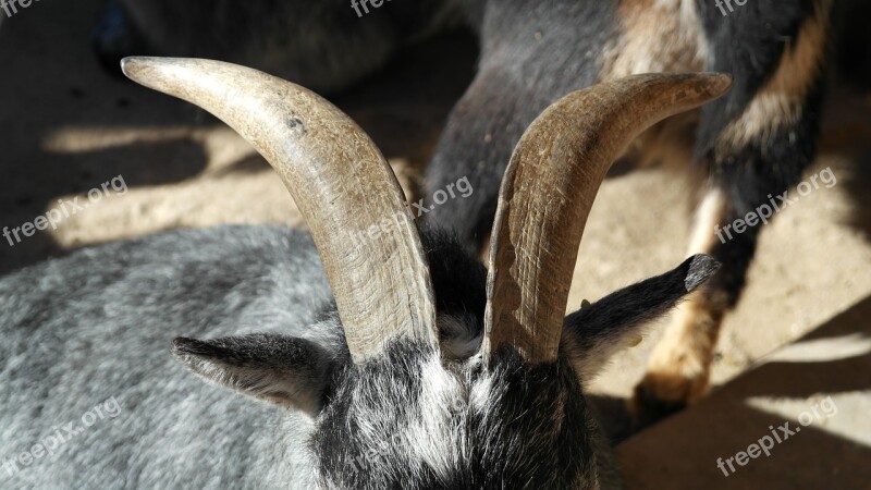 Goat Billy Goat Horns Animal Horned