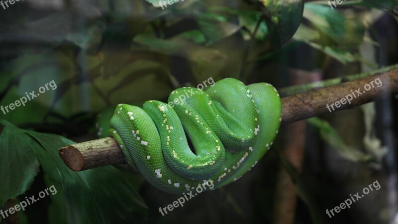 Snake Green Tree Snake Terrarium Zoo