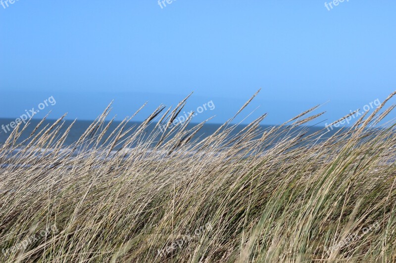 Dunes Sea Grass Seaside Free Photos