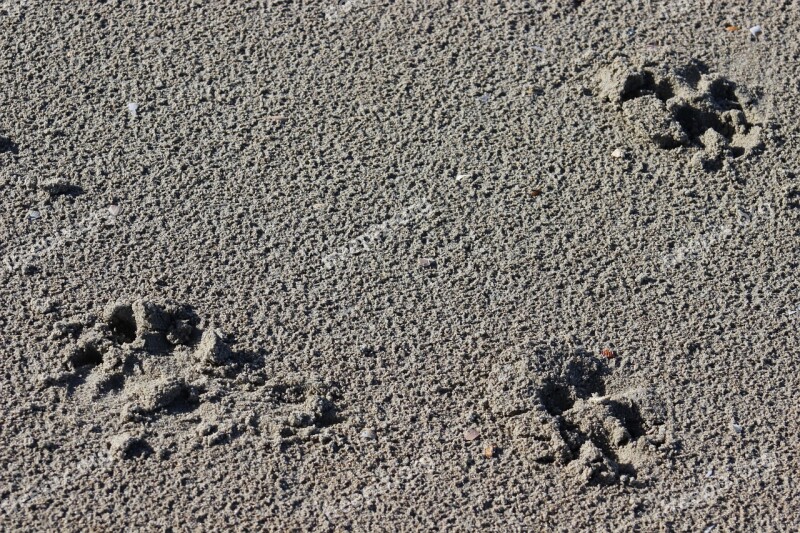 Traces Fingerprints Sand Free Photos