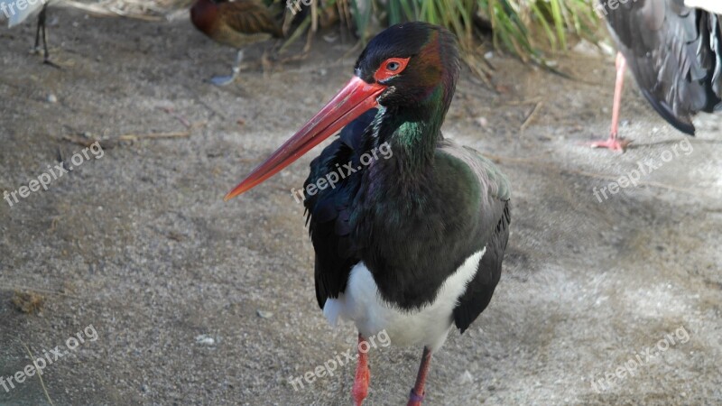 Bird Pinnate Animal Black White