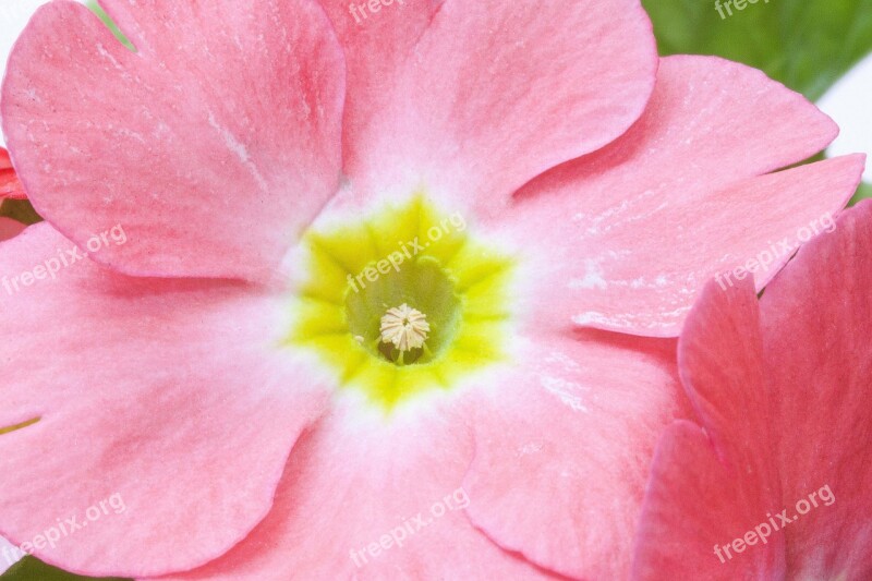 Primroses Primula Vulgaris Hybrid Pink Genus Primrose