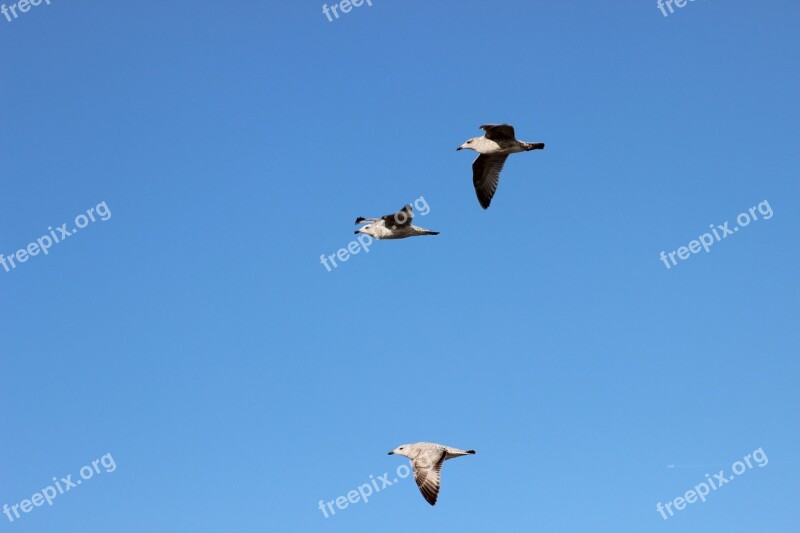 Seagulls Bird Flight Sky Free Photos