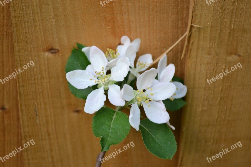 Plum Blossom Blossom On Fence Spring White Flower