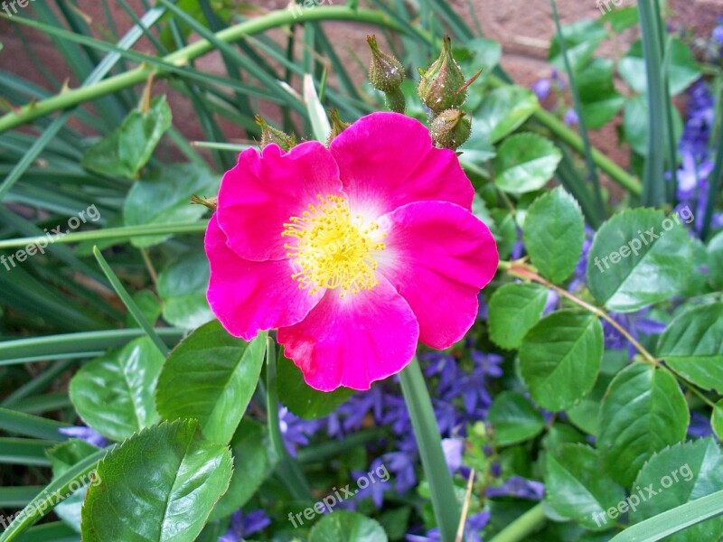 Rose Single-petal Pink Cerise Bush