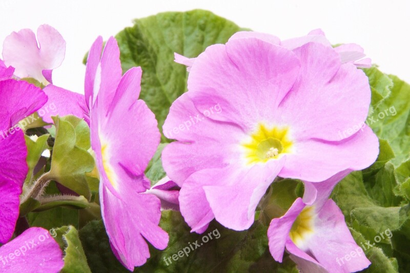 Primroses Primula Vulgaris Hybrid Magenta Genus Primrose