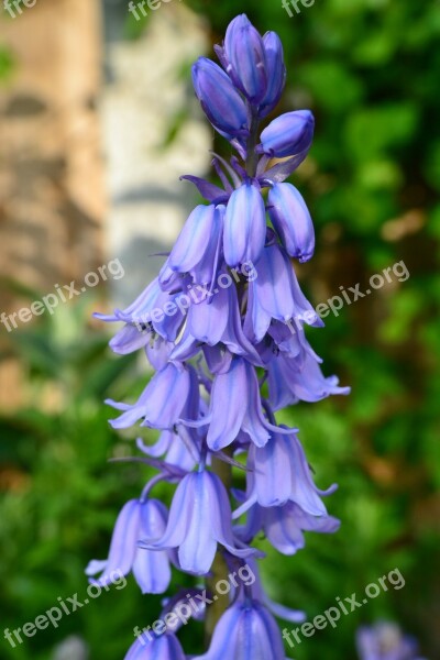 Bluebell Flower Bulb Cultivated Bluebell Blue