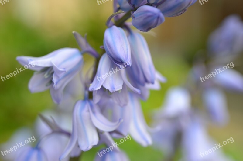 Bluebell Flower Bulb Cultivated Bluebell Blue