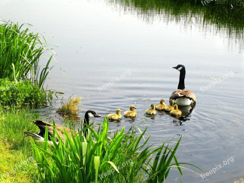 Canada Goose Chicken Branta Canadensis Ducks Anatidae