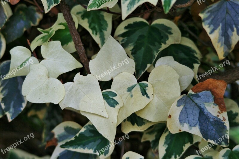 Blanched Ivy Ivy Leaves Green White