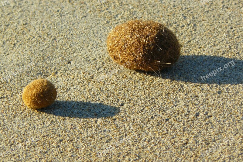 Flotsam Sea Grass Balls Sand Beach