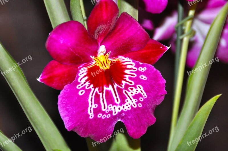 Orchid Blossom Bloom Flower Orchidaceae