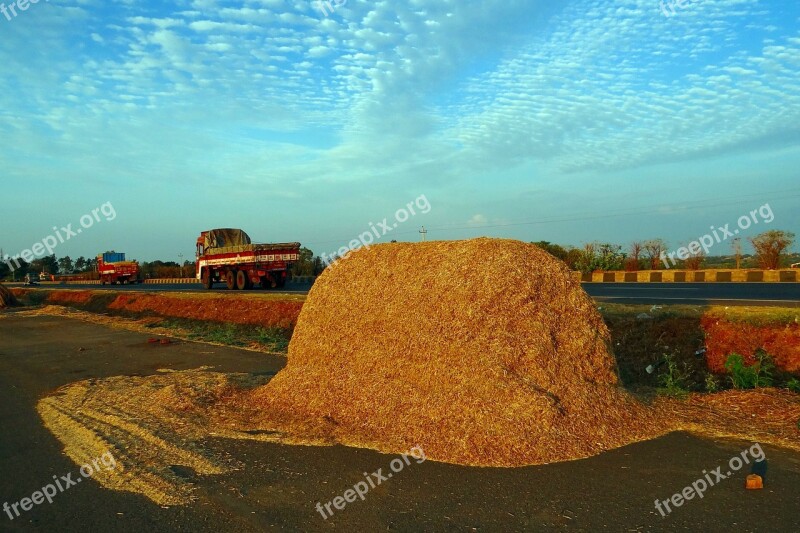 Sorghum Chaff Jowar Bagasse Fodder