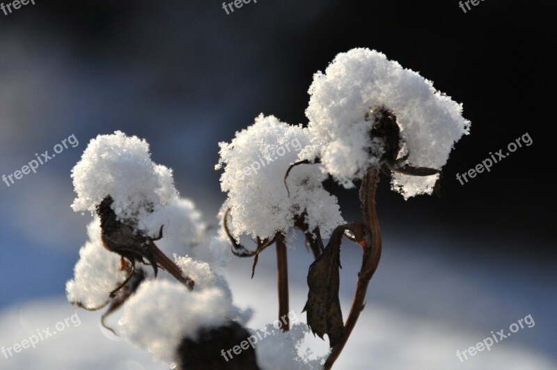 Winter Snow Branch Snowy Winter Mood