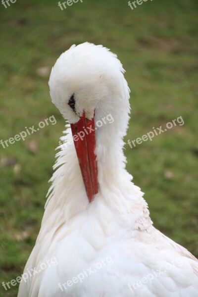 Stork Feather Bird Animals Portrait