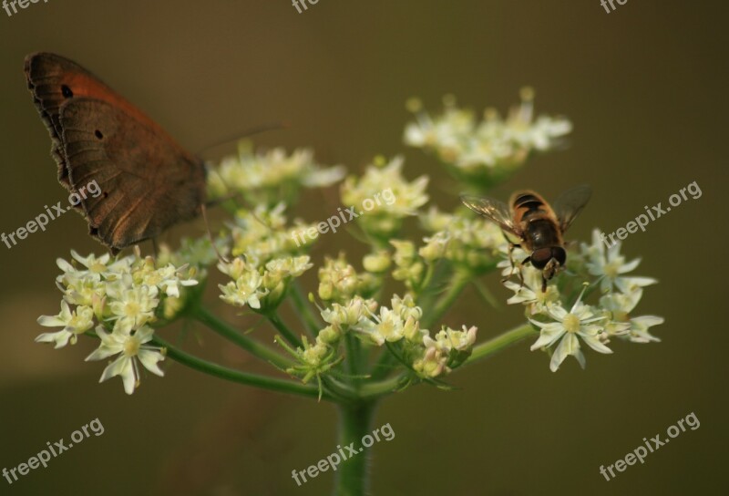 Insect Nature Hoverfly Summer Macro