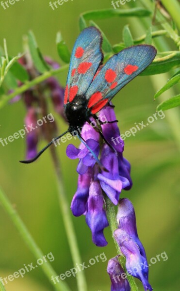 Burnet Butterfly Insect Nature Macro