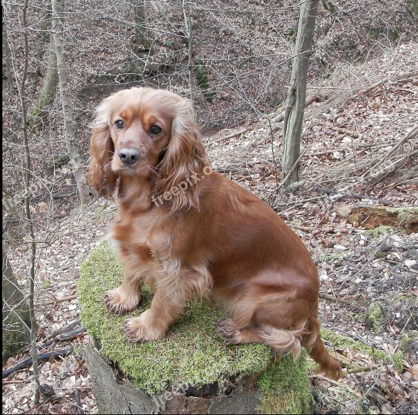 Cocker Spaniel Dog Cocker Spaniel Brown