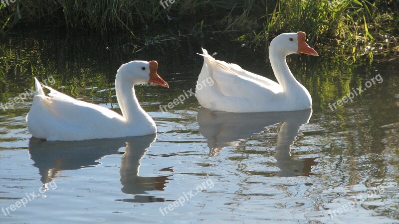 Geese Goose Pond White Waterfowl