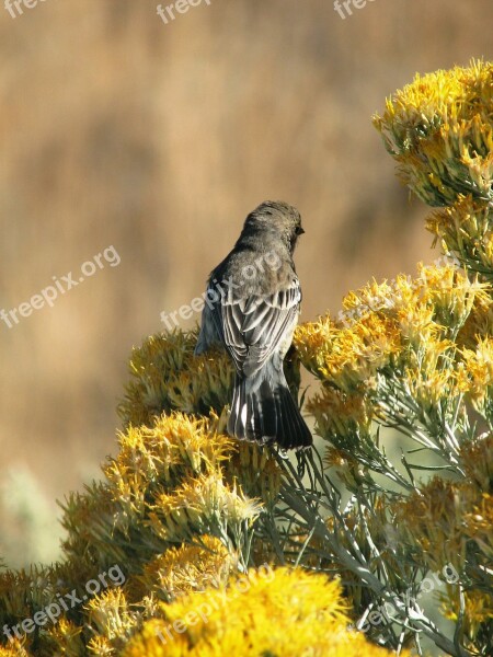 Bird Rabbit Brush Bloom Animal Eastern