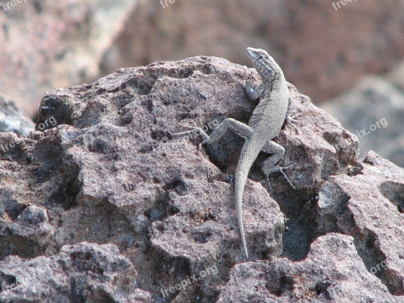 Lizard Animal Wildlife Reptile Wild