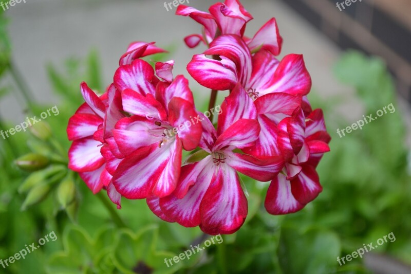 Geranium Ivy-leaf Pink White Flower