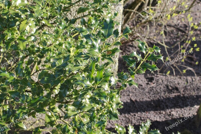 Holly Winter Berries Christdorn Tube Mandrel Pungent Pods