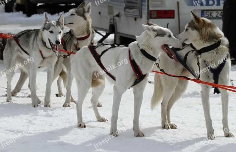 Sled Dog Racing Start Competition Championship Husky