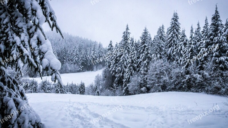 Winter Forest Snowy Landscape Pine