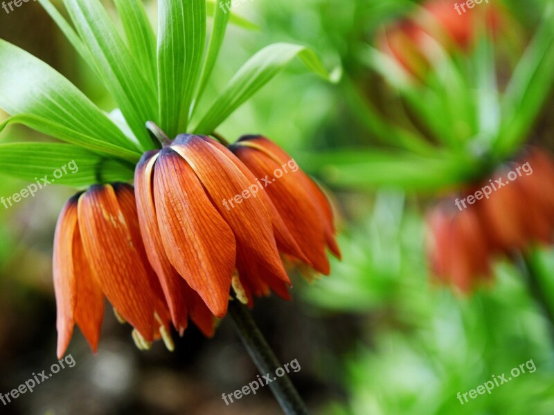 Overturned Tulips Flower Nature Wild Flowers Bloom