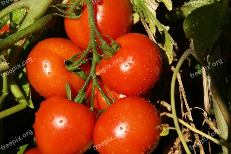 Tomato Vegetable Food Nature Plant