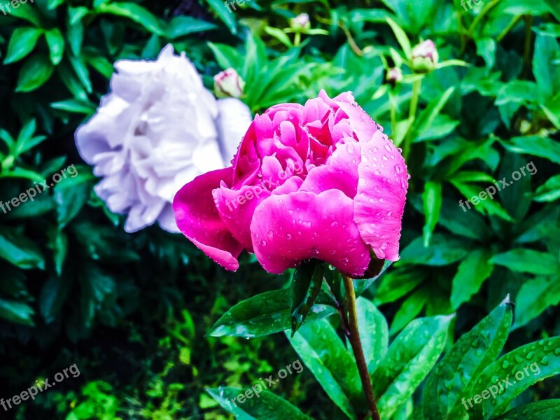 Peony Pink Pink Peony Spring Flower Flower Bud