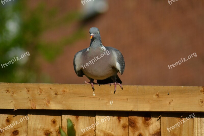 Woodpigeon Pigeon Beak Columba Palumbus Wild Bird