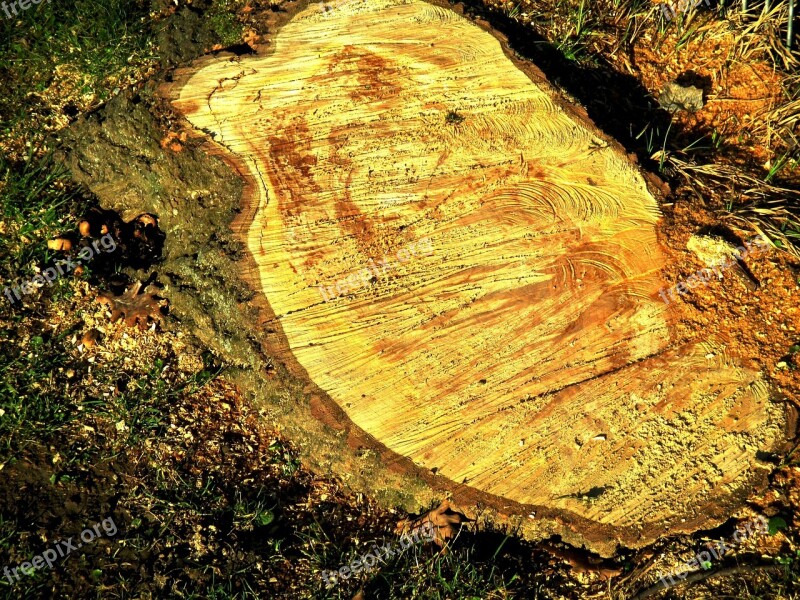 Tree Log Bark Like Annual Rings