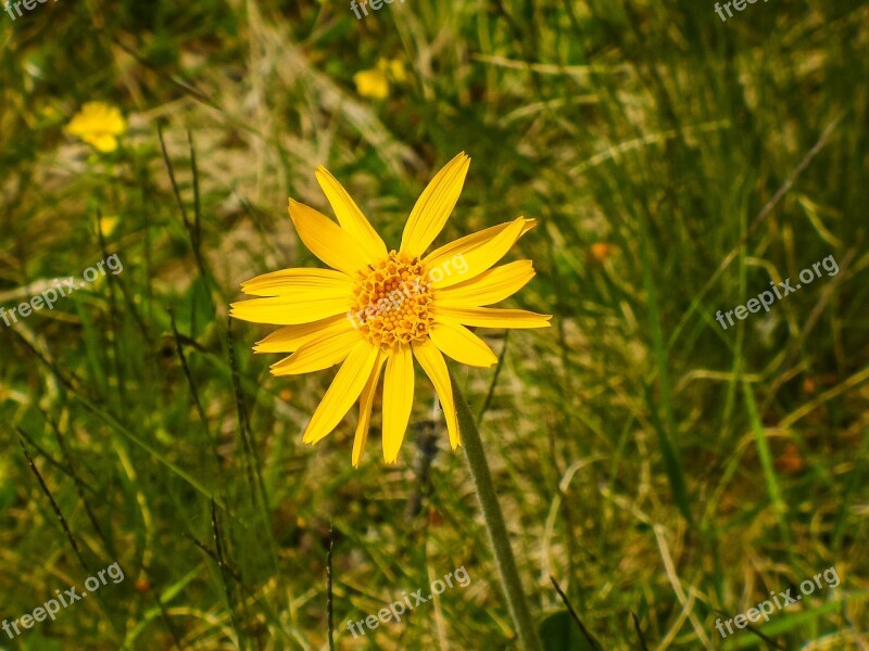 Arnica Arnica Montana Medicinal Plant Blossom Bloom