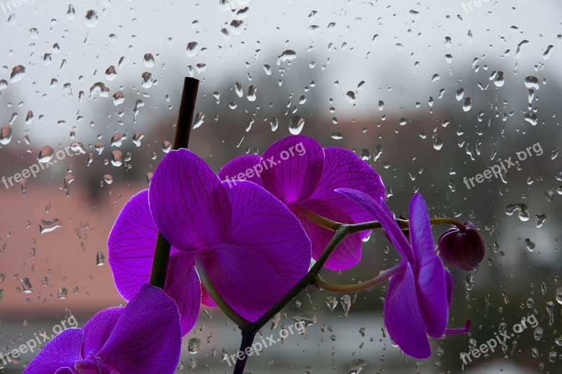 Orchis Violet Flower Drops Pane