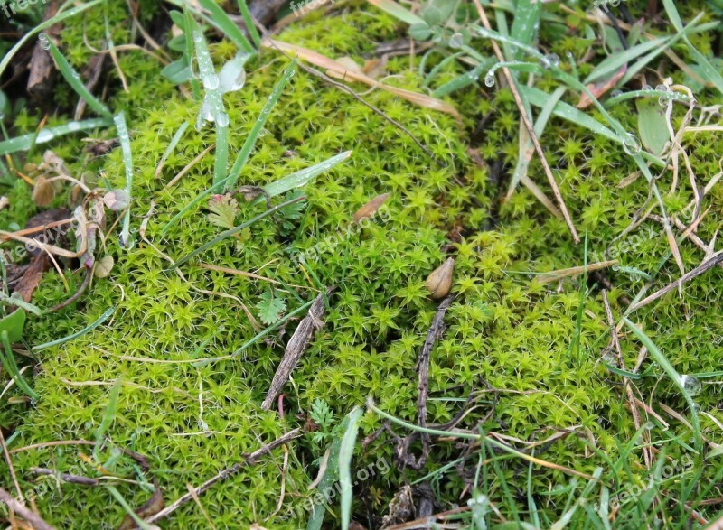 Moss Green Nature Plant Free Photos