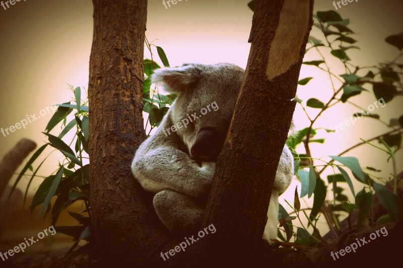 Koala Animal Nature Puppy Little Bear