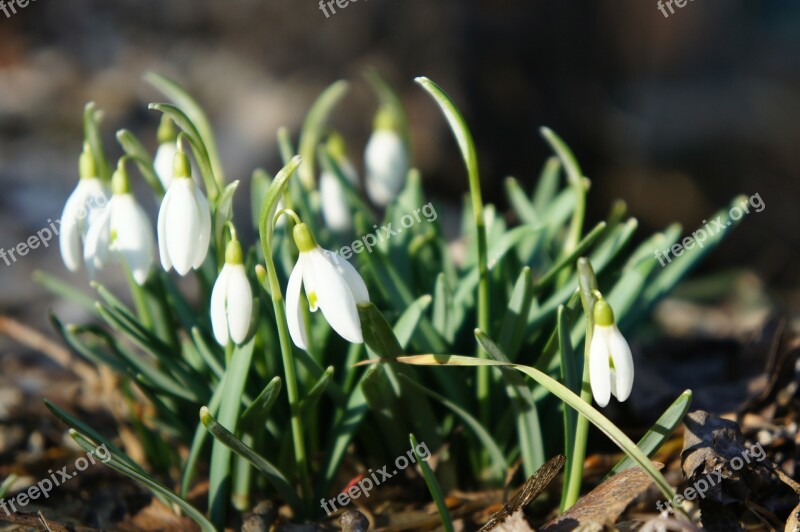 Snowdrop Spring February Signs Of Spring Flowers