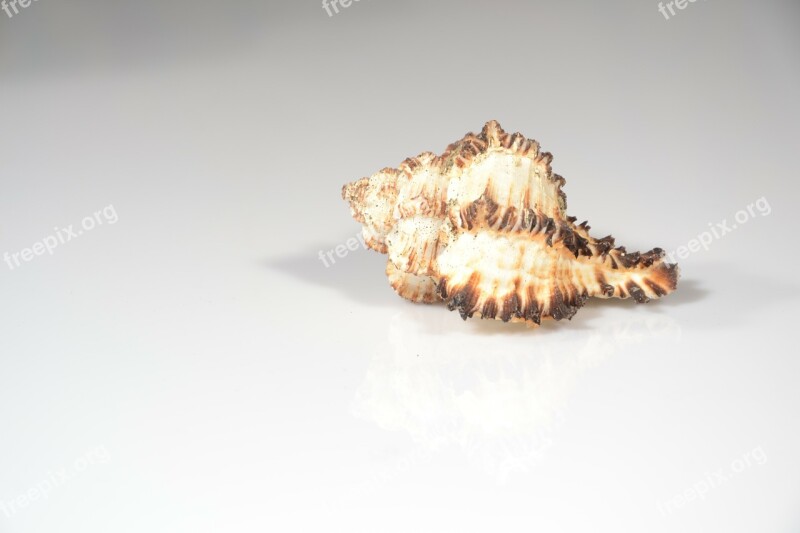 Seashell Sea Scallop Snail Molluscs