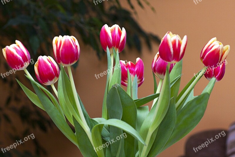 Tulips Flowers Posy Colored Beauty