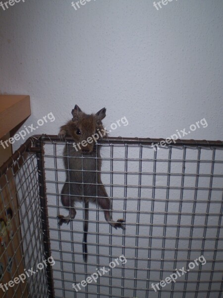 Cage Degu Table Wall Free Photos