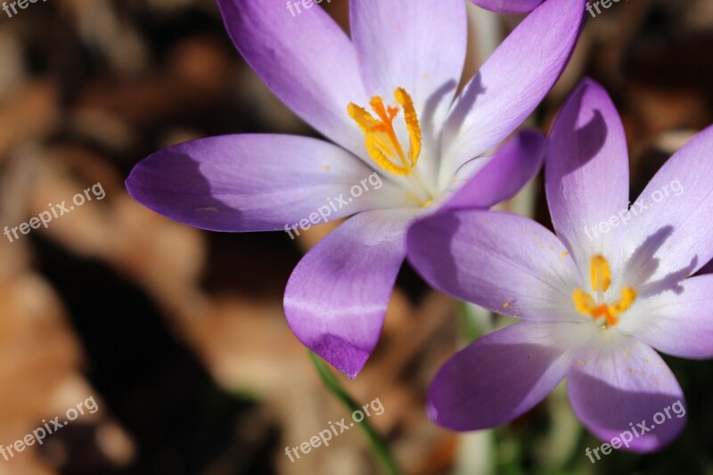 Crocus Purple White Spring Plant