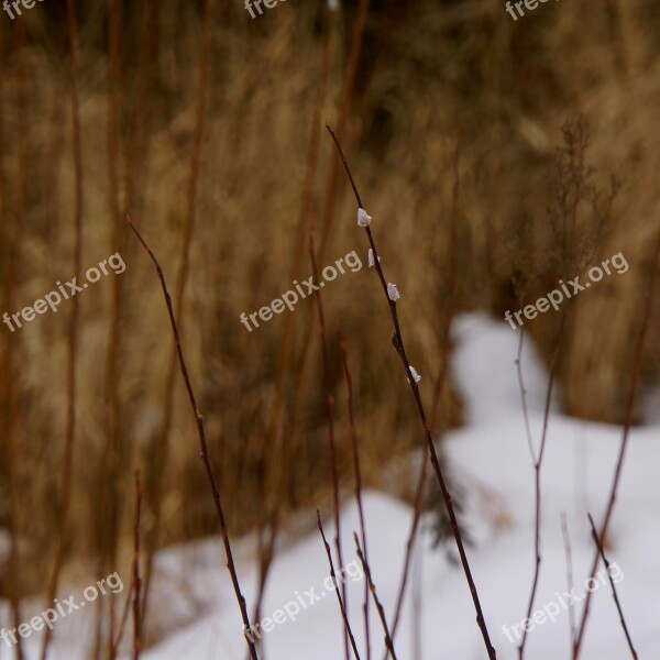 Willow Blossom Willow Cats Willow Sign Of Spring Spring