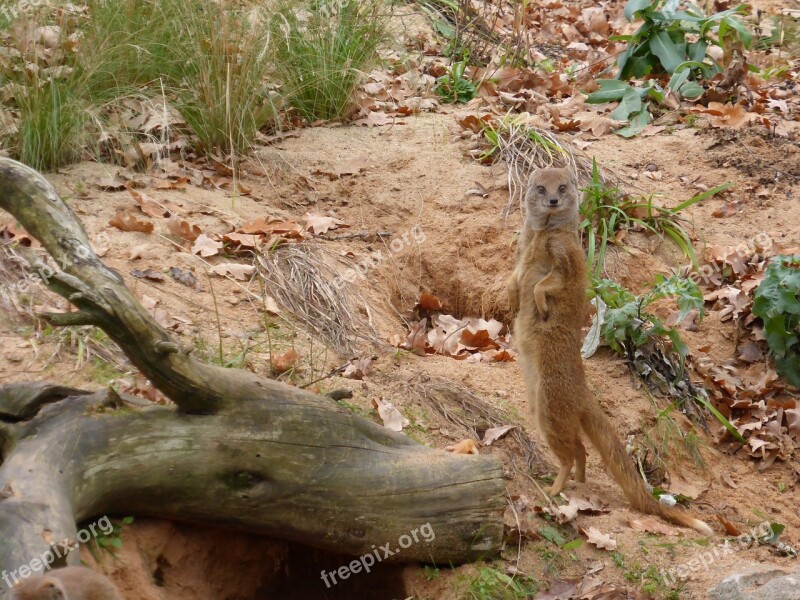 Meerkat Animal Nature Free Photos